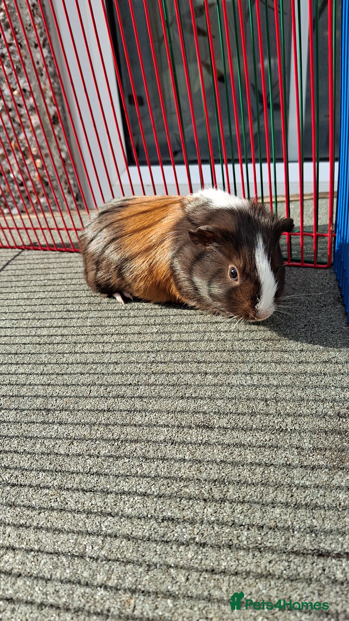 Guinea Pig rodents 2 gorgeous baby girls looking for new home  - Advert 22