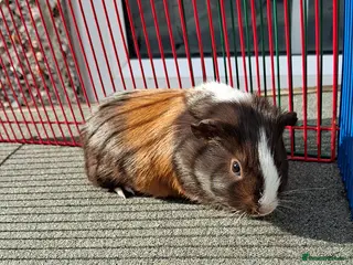 Guinea Pig rodents 2 gorgeous baby girls looking for new home - Advert 22