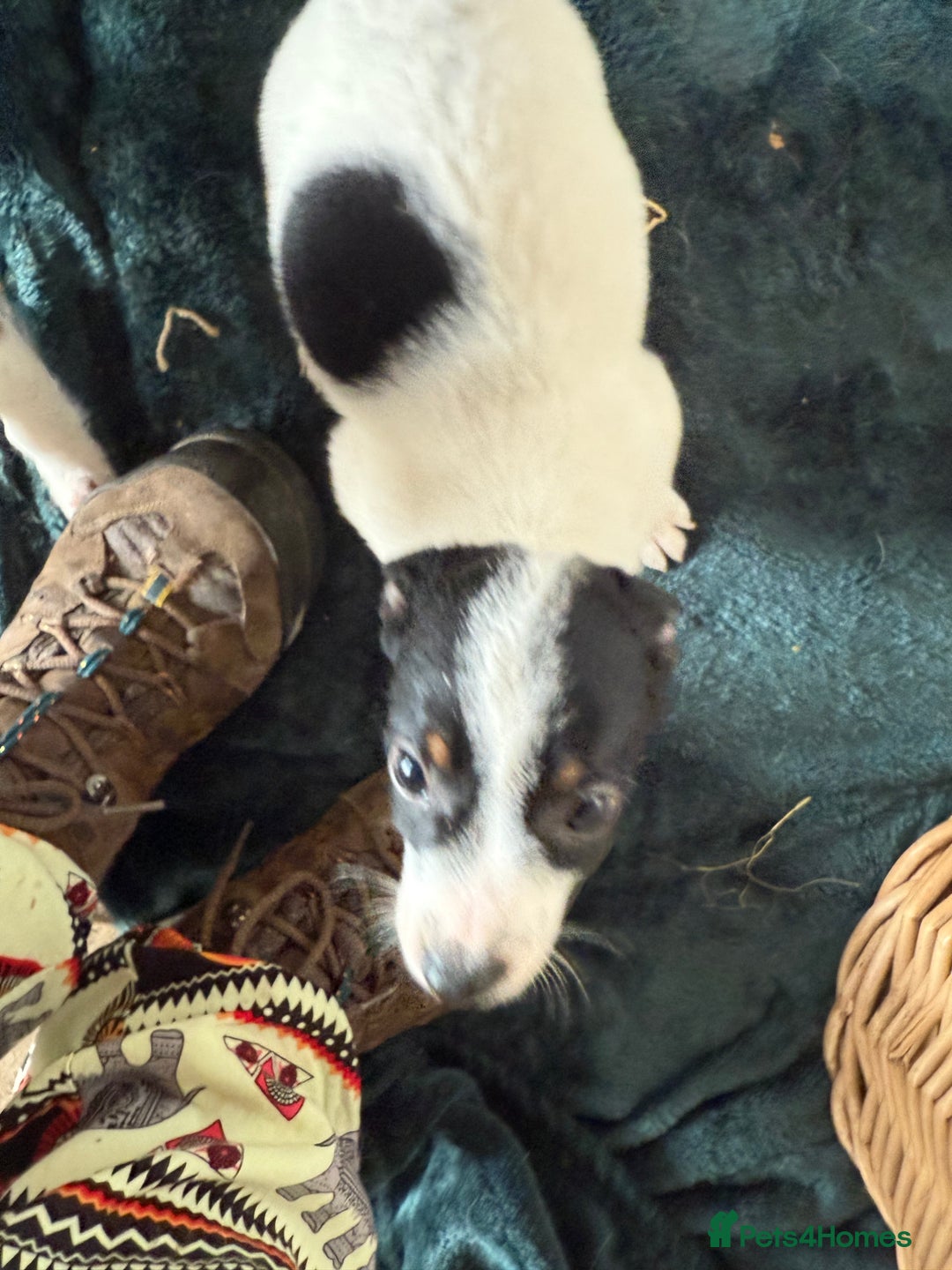 Jack Russell dogs for sale: Jack Russell puppies rough/smooth coat ready now  - Image 11
