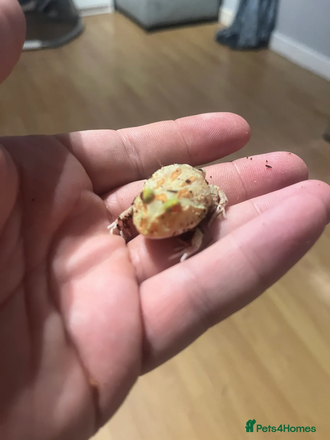 Frog reptiles for sale: Baby PAC Man frogs - Advert 6