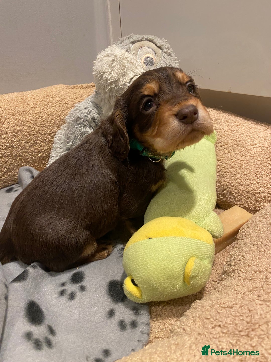 Cocker Spaniel dogs for sale: 2X cocker spaniel pups left  - Advert 9