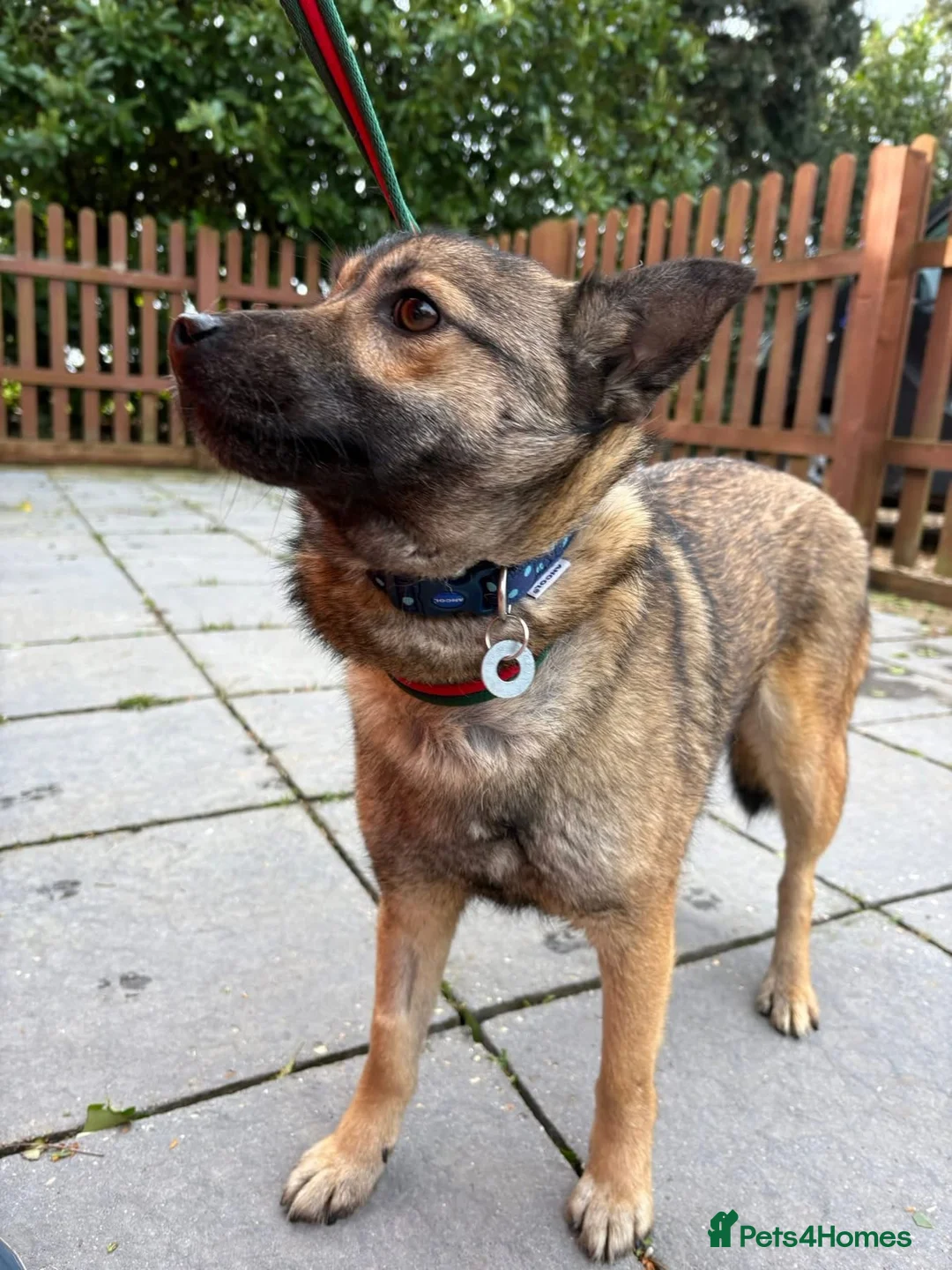 Mixed Breed dogs for adoption: Lorena - Norwich Norfolk  in Norwich - Advert 2