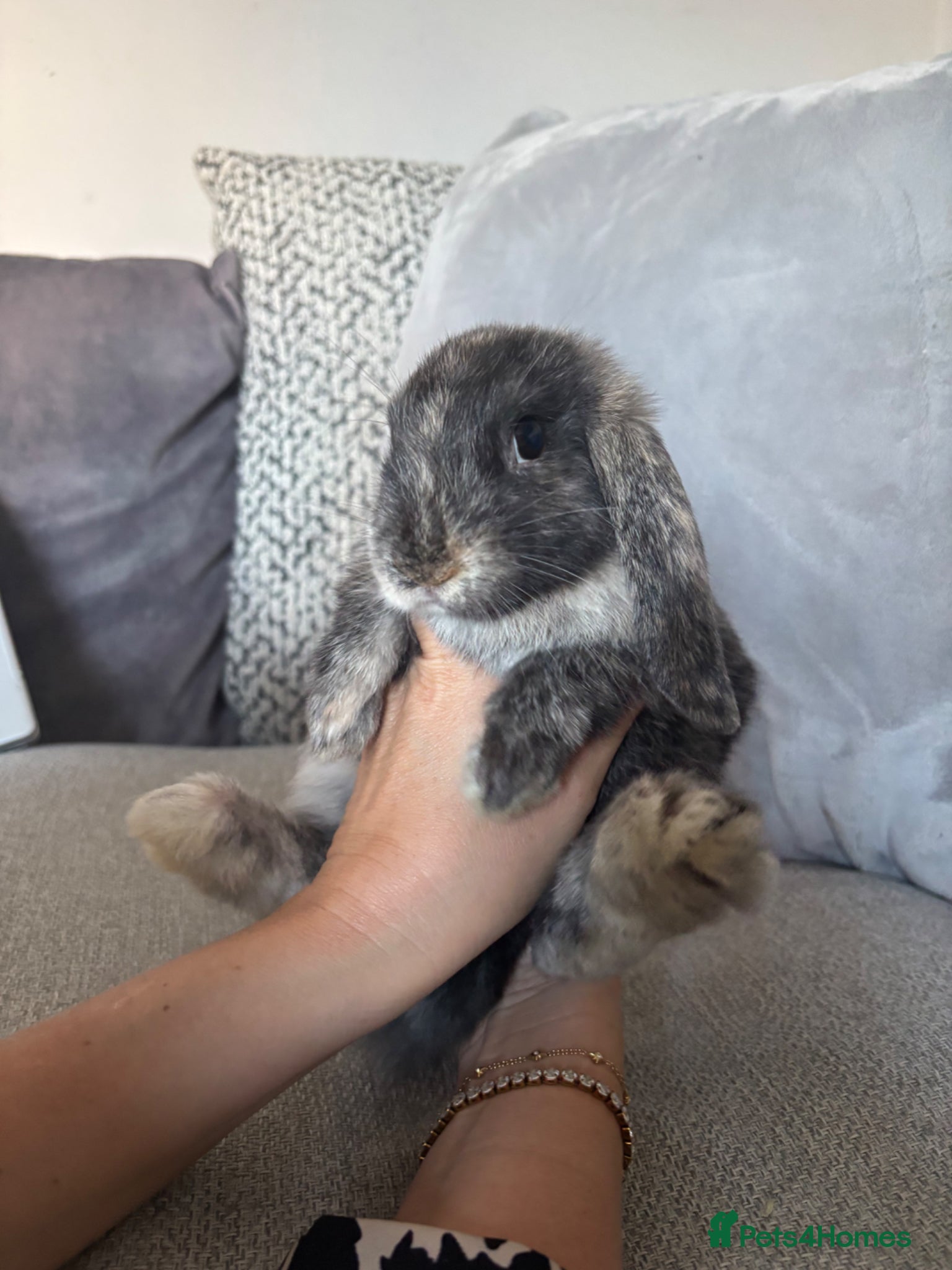 Mini Lop rabbits Mini lop bunnies for sale - Advert 1
