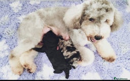 Bernedoodle dogs for sale: Miniature F1b bernedoodle boy - Advert 5