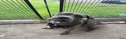Cane Corso dogs for sale: 2 Cane Corsos (rehomed to same home) - Advert 5