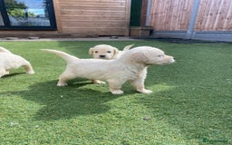 Golden Retriever dogs for sale: KC REGISTERED ®️ GOLDEN RETRIEVER PUPPIES 🐶 ❤️ - Image 24
