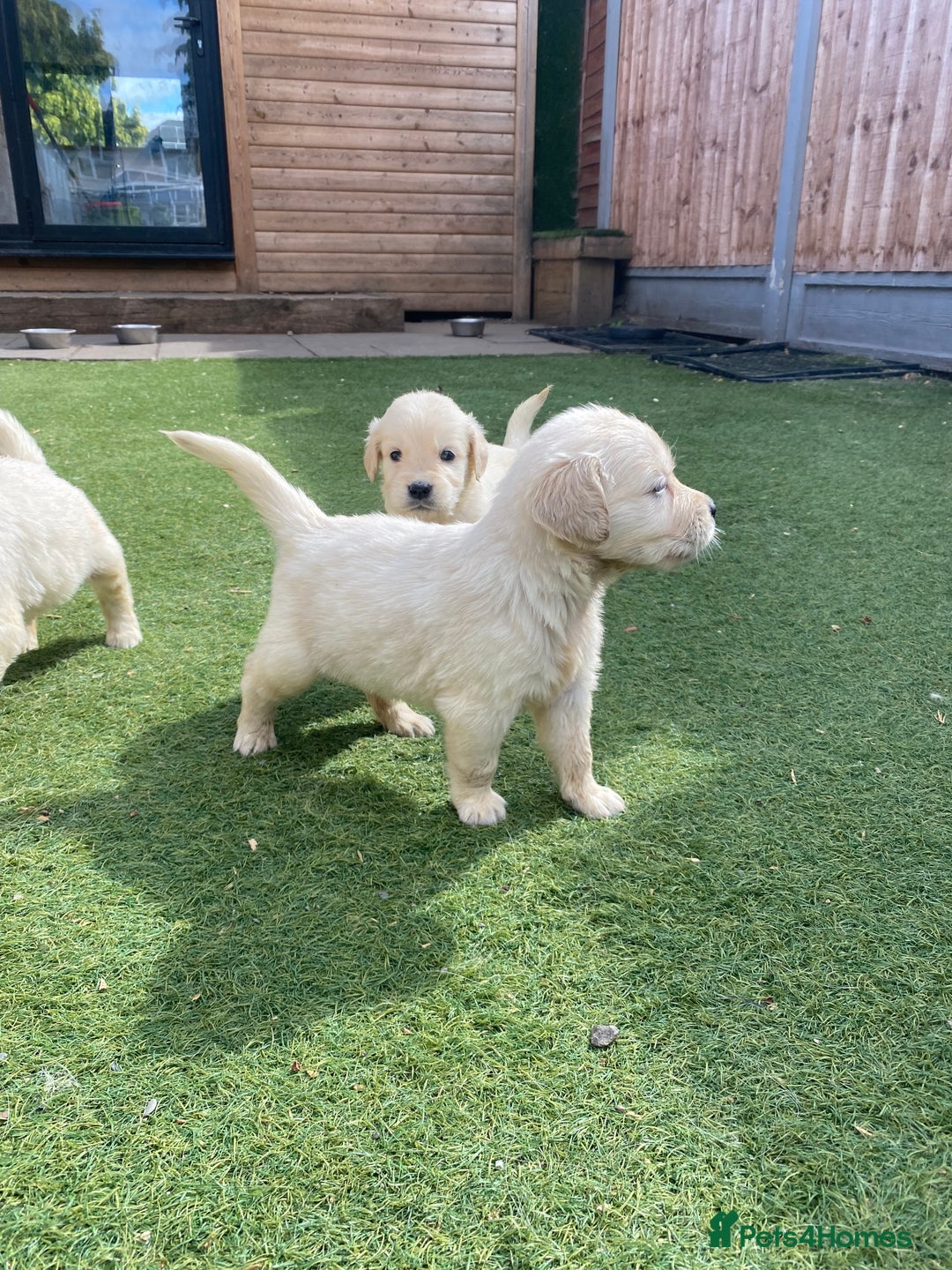 Golden Retriever dogs for sale: KC REGISTERED ®️ GOLDEN RETRIEVER PUPPIES 🐶 ❤️ - Image 24