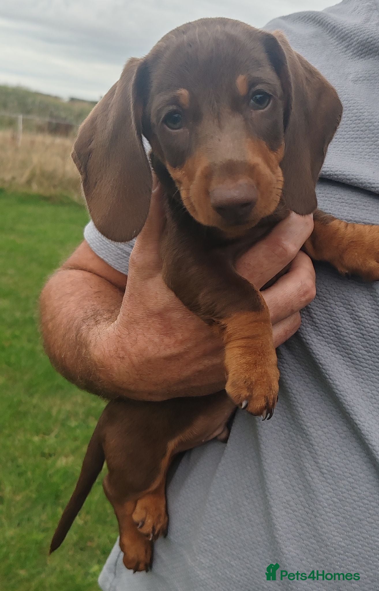 Dachshund dogs Pra Clear Minature Daushaund Puppies 2 Boys avali  - Advert 1