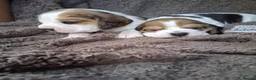 Beagle dogs for sale: Champion Tri-Color Beagles pups! in Doncaster - Advert 10