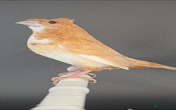 Finches birds for sale: Bengalese finches  - Image 1