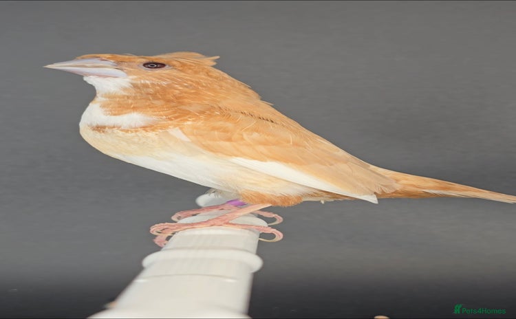 Finches birds - Advert 1