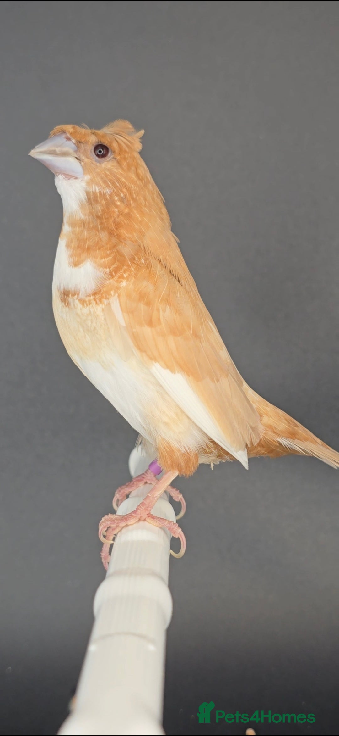 Finches birds for sale: Bengalese finches  - Image 1
