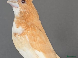Finches birds - Advert 6