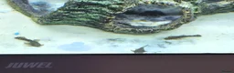 Plecos fish for sale: Bristlenose pleco juvenile  - Advert 4