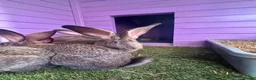Continental Giant rabbits for sale: 5 giant continental bucks  - Advert 13
