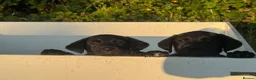 Mixed Breed dogs for sale: All Puppies now reserved   - Advert 3