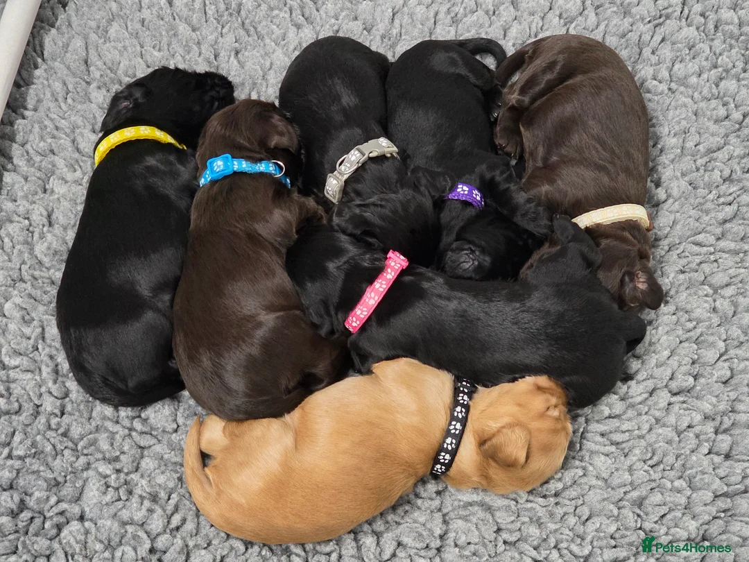 Cocker Spaniel dogs for sale: Cocker Spaniel Puppies For Sale - Advert 1