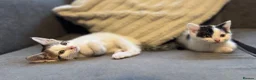 Mixed Breed cats for sale: 6 kittens ready for amazing homes!! - Advert 22