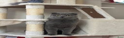 Scottish Fold cats for stud: Scottish fold champion available for stud - Advert 5