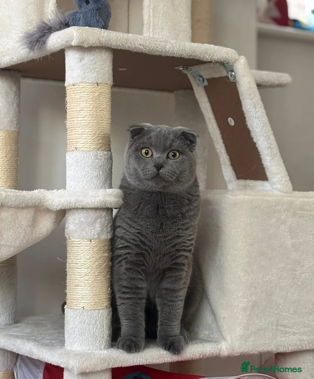 Scottish Fold cats for stud: Scottish fold champion available for stud - Advert 5