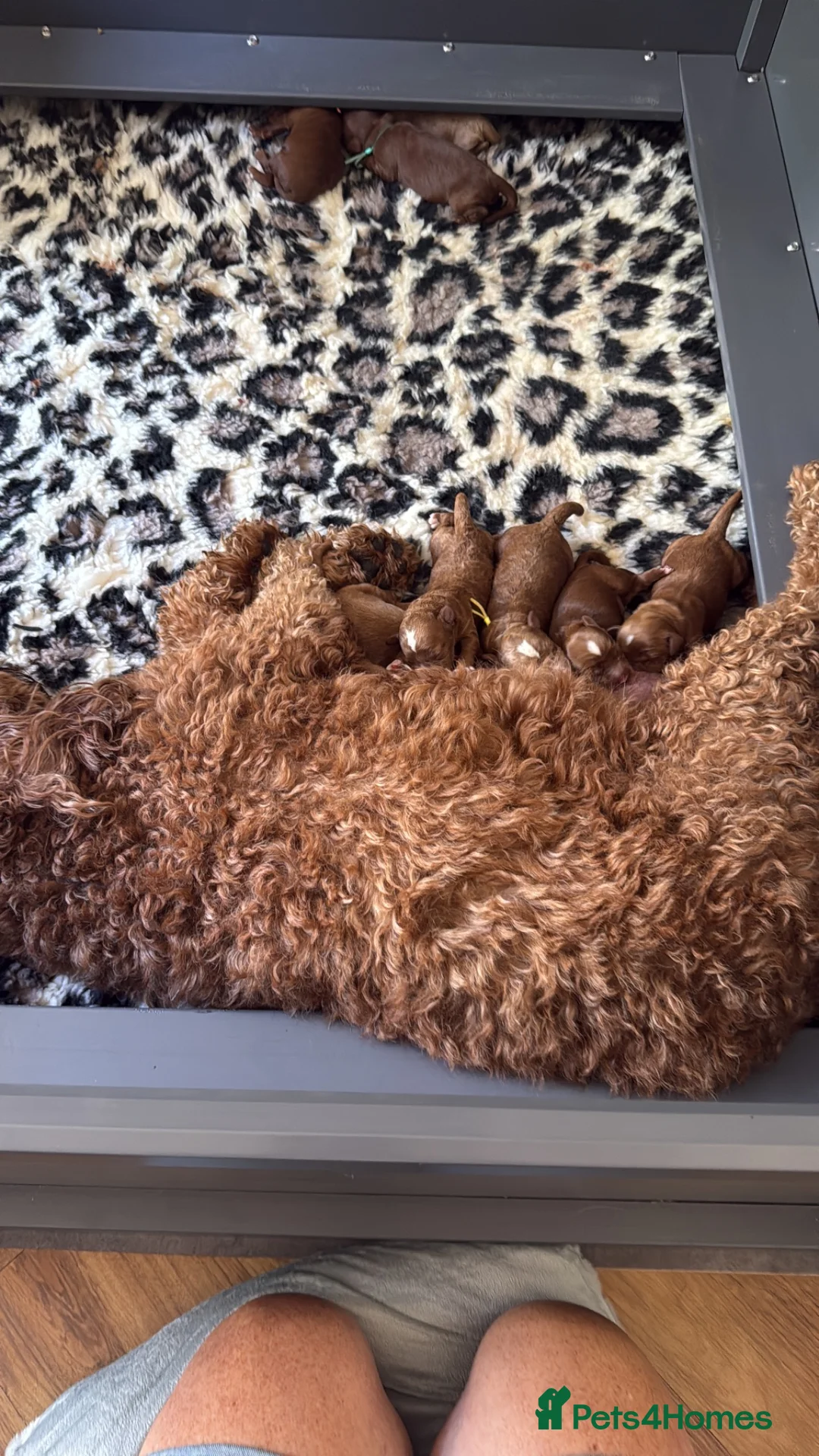 Goldendoodle dogs for sale: 🐶❤️Australian double doodles❤️🐶Waiting List - Advert 2