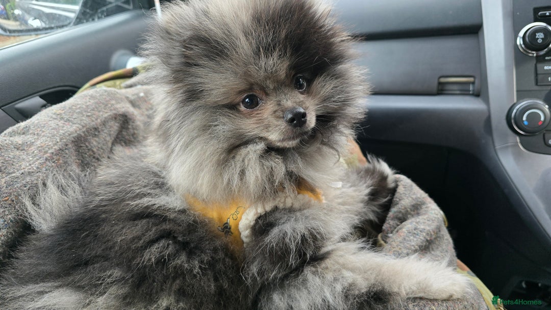 Pomeranian dogs for sale: Black merle female Pomeranian - Advert 6