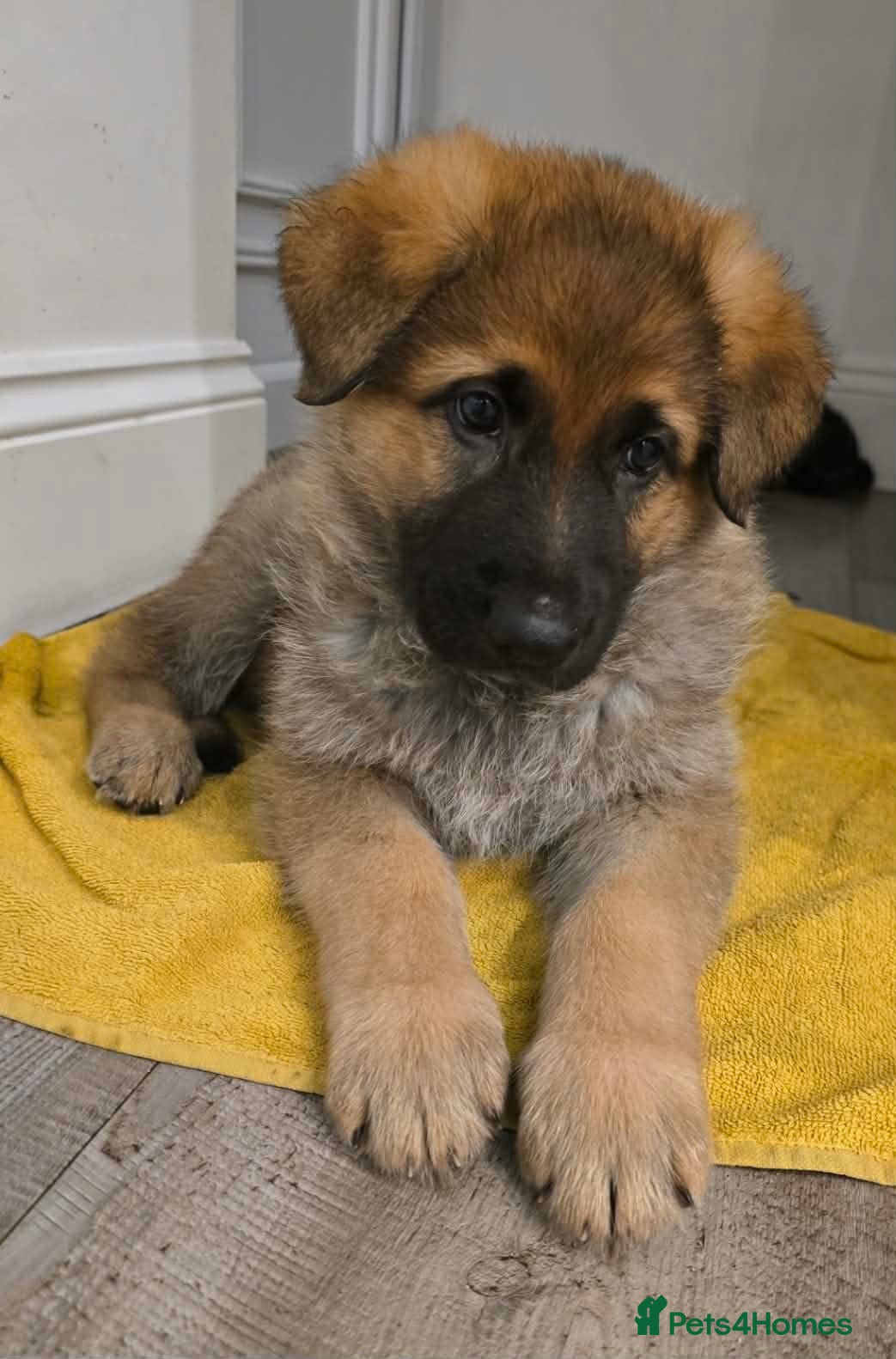 German Shepherd dogs 6 beautiful German Shepherd puppies - Advert 1