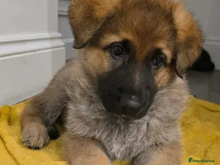 German Shepherd dogs 6 beautiful German Shepherd puppies - Advert 1