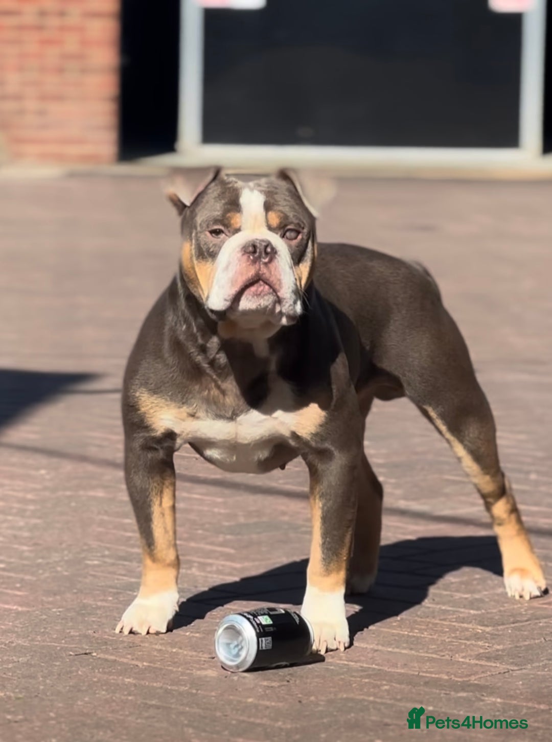 Olde English Bulldogge dogs for stud: 5⭐️LICENSED REGISTERED. 23 YEARS EXPERIENCE  in Wisbech - Advert 7