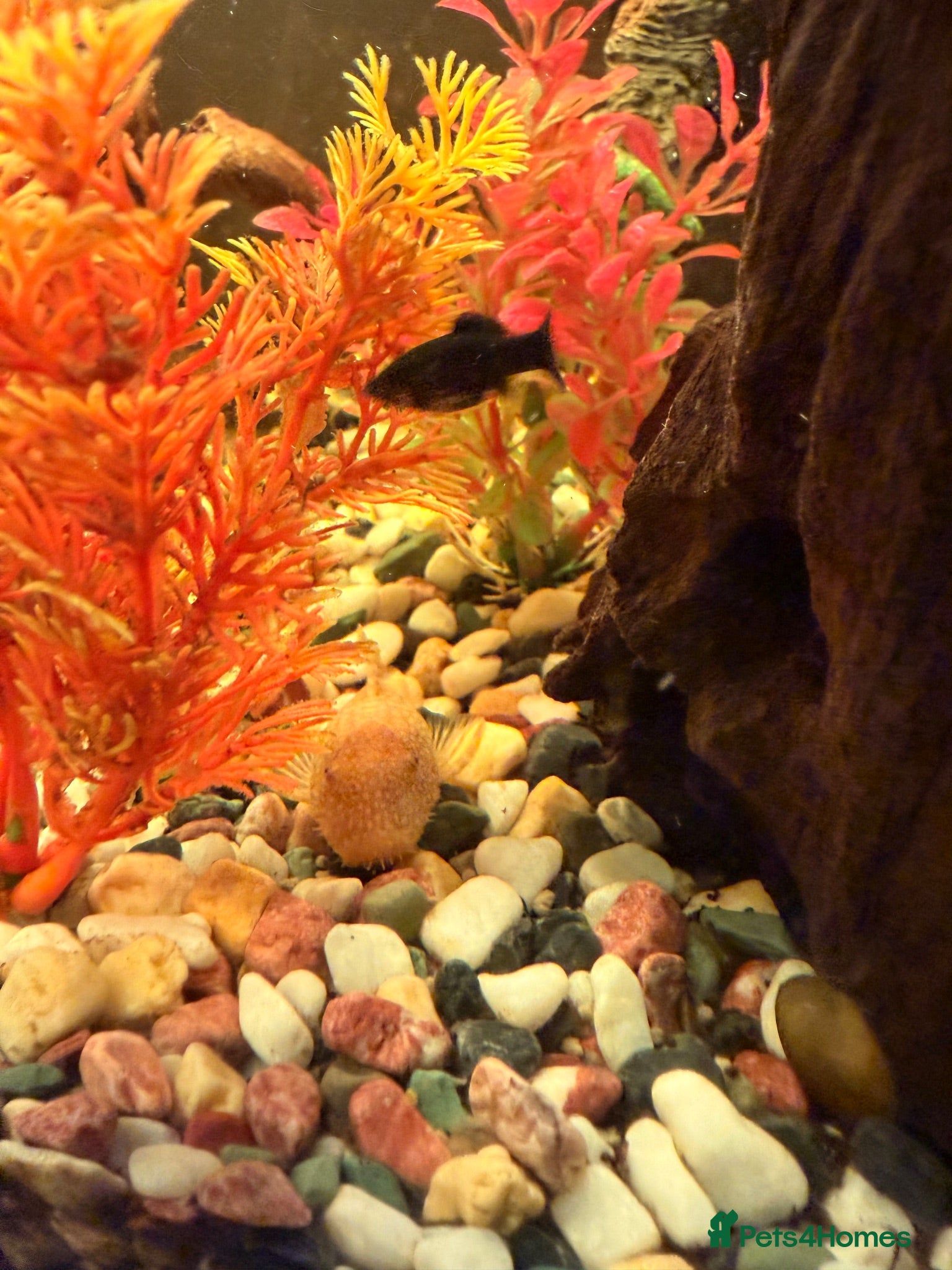 Swordtails fish Tropical fish community - Advert 2