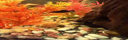 Swordtails fish for sale: Tropical fish community - Advert 2