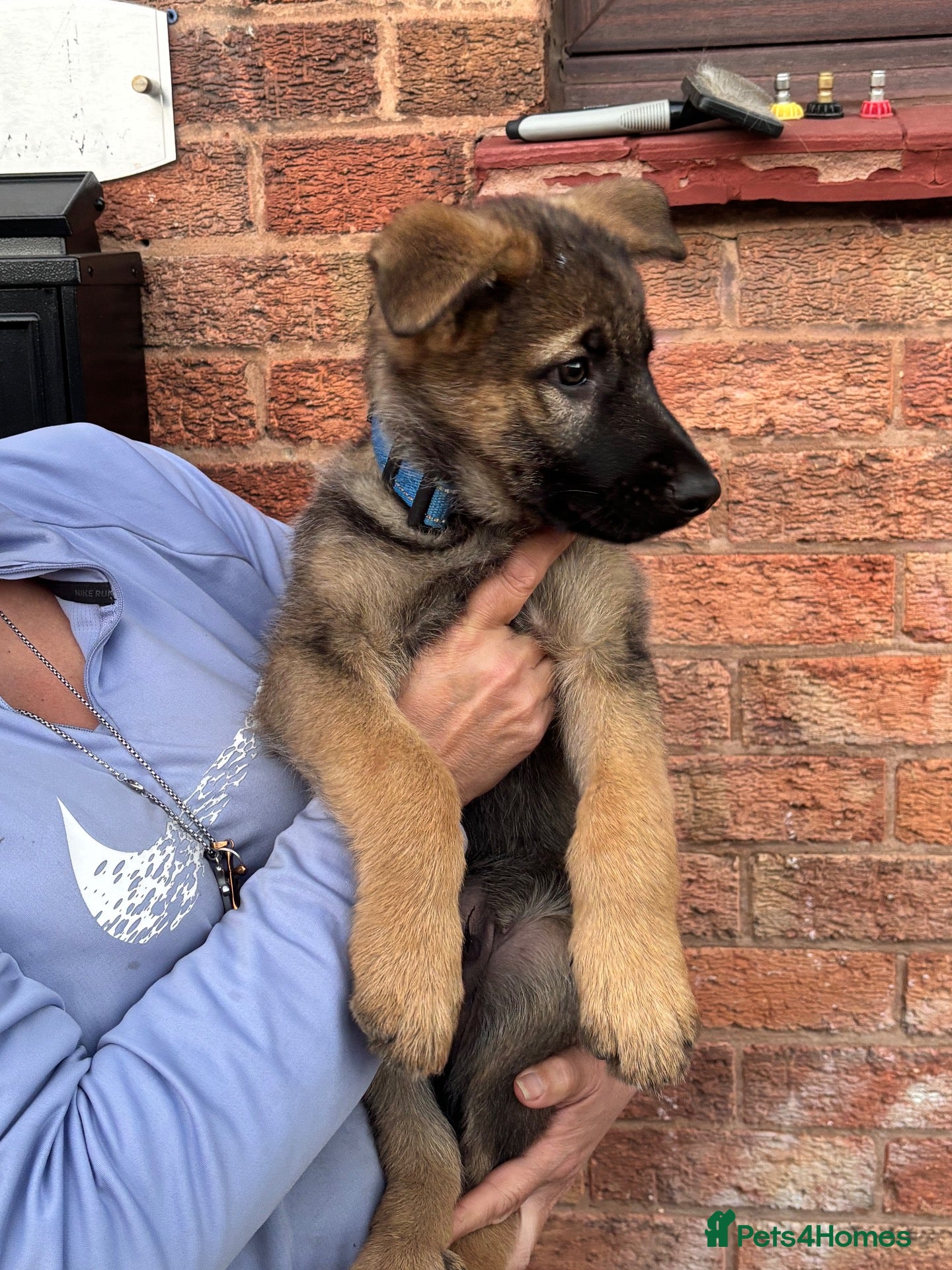German Shepherd dogs 9 German shepherd puppies - Advert 2