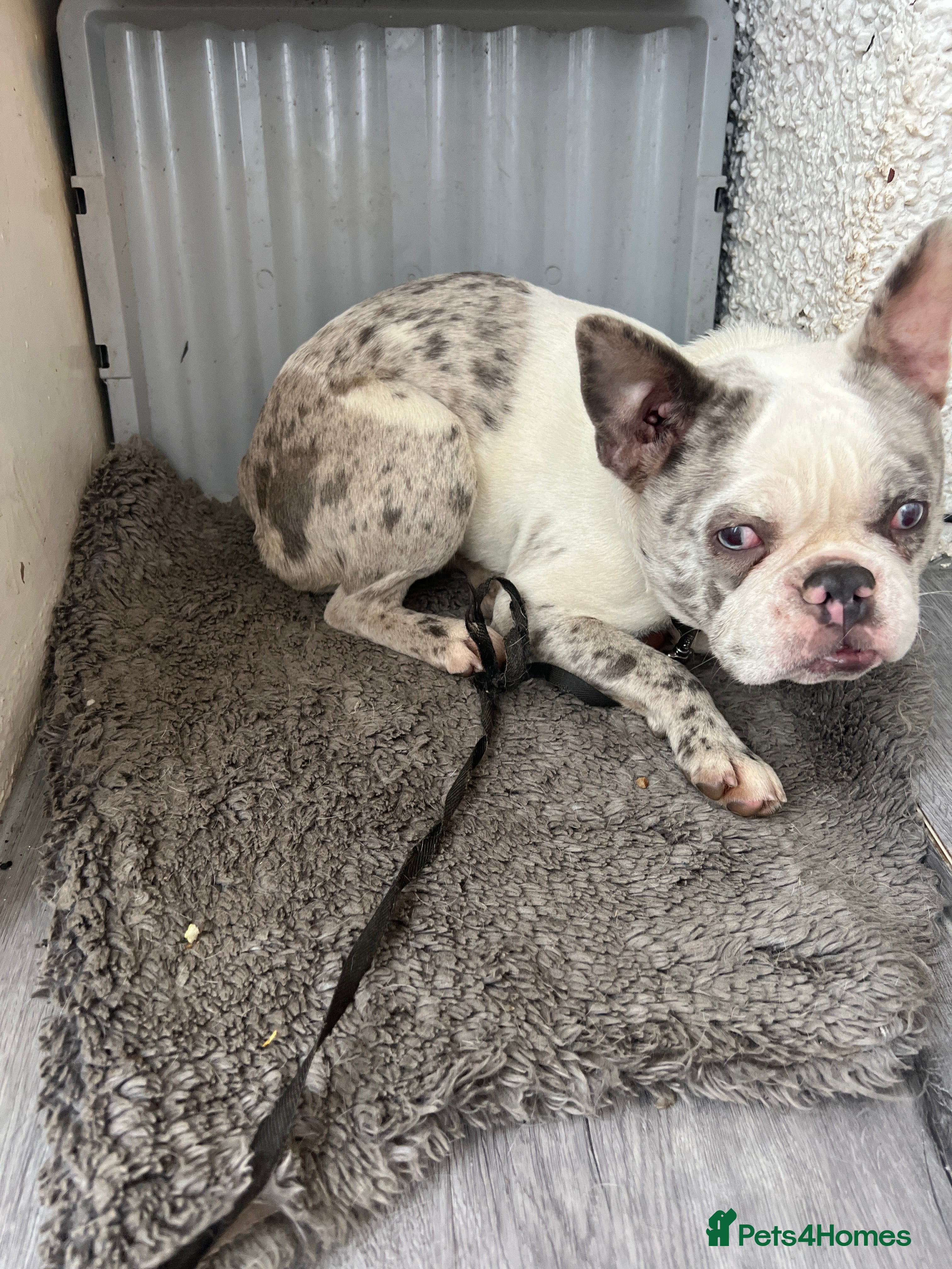 French Bulldog dogs Lovely friendly French bulldog  - Advert 1