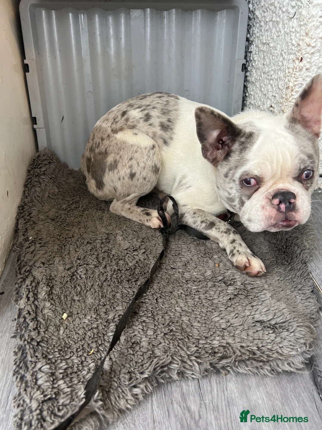 French Bulldog dogs for sale: Lovely friendly French bulldog  - Advert 1