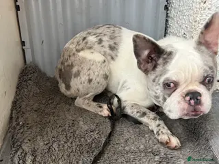 French Bulldog dogs Lovely friendly French bulldog - Advert 1