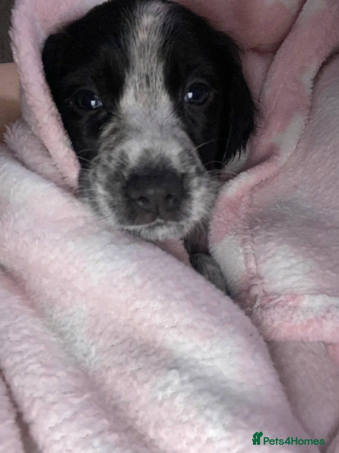 Sprocker dogs for sale: Beautiful Sprocker Puppies Ready 30th December - Advert 23