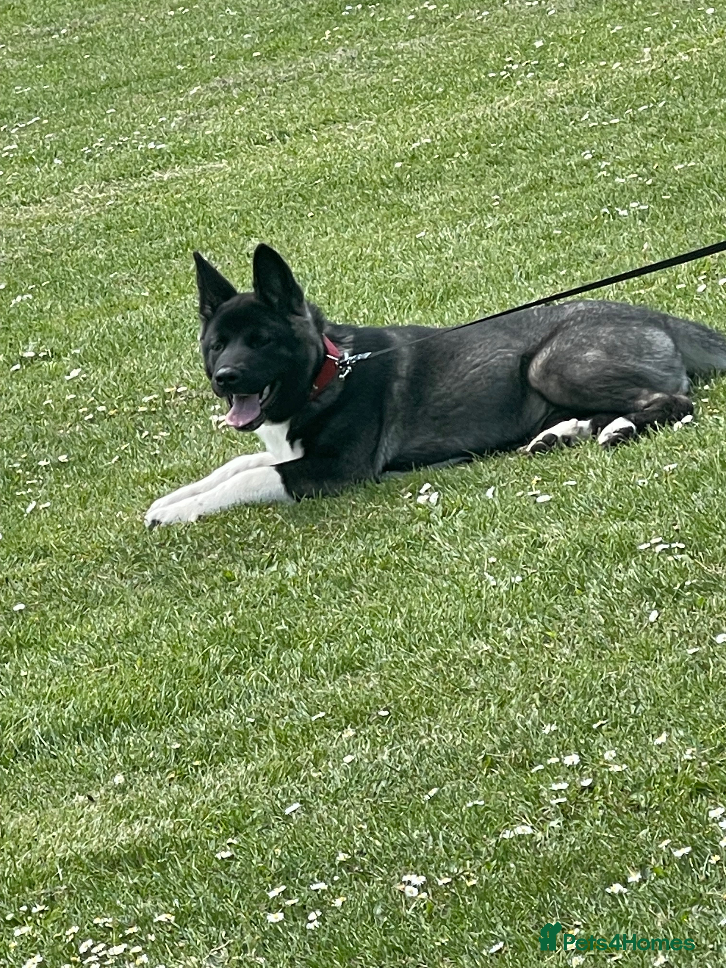 Akita dogs  American/ Japanese Akitas - Advert 1