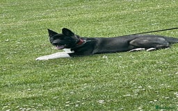 Akita dogs for sale:  American/ Japanese Akitas - Advert 2