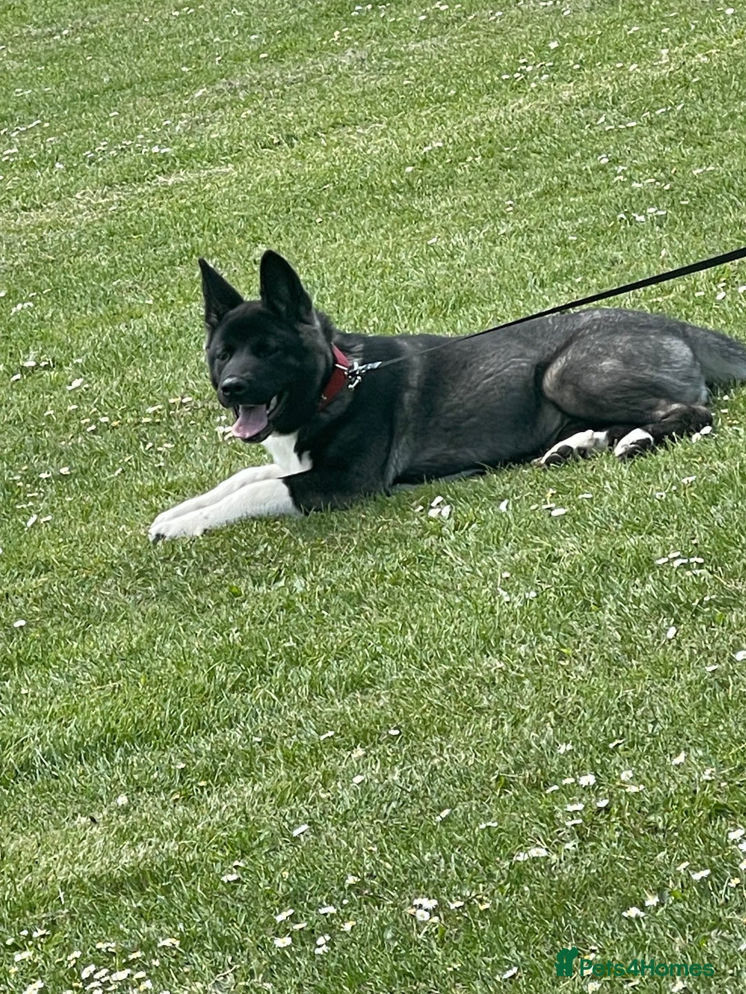 Akita dogs for sale:  American/ Japanese Akitas - Advert 2