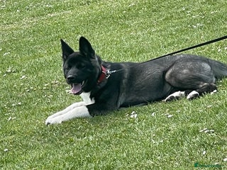 Akita dogs American/ Japanese Akitas - Advert 12