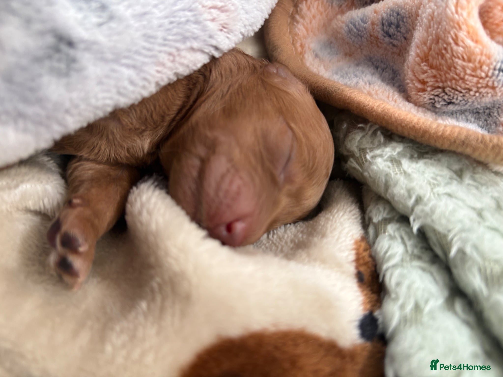 Miniature Poodle dogs for sale: Red Miniature poodle puppy’s 🐩🤍🐾 in Diss - Advert 5