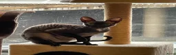 Cornish Rex cats for sale: Beautiful Pedigree Cornish Rex Girl 2 years old  - Advert 2