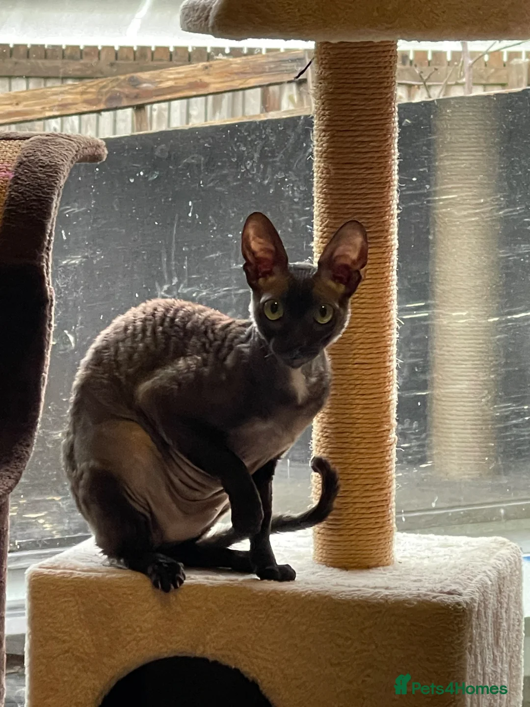 Cornish Rex cats for sale: Beautiful Pedigree Cornish Rex Girl 2 years old  - Advert 2