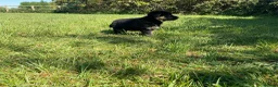 German Shepherd dogs for sale: Quality Litter of GSD (All has now been reserved) - Advert 3