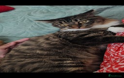 Mixed Breed cats for sale: Maine coon+BLR Cat - Image 10