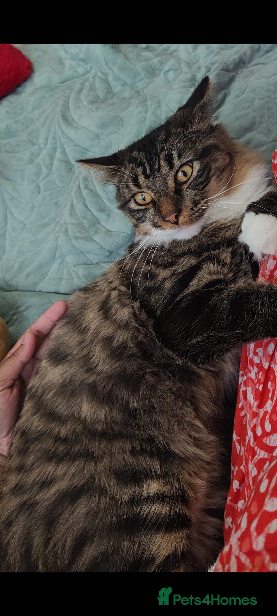Mixed Breed cats for sale: Maine coon+BLR Cat - Image 10