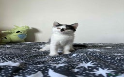 Mixed Breed cats for sale: Beautiful Male Kitten For Sale Last Of Litter - Image 3