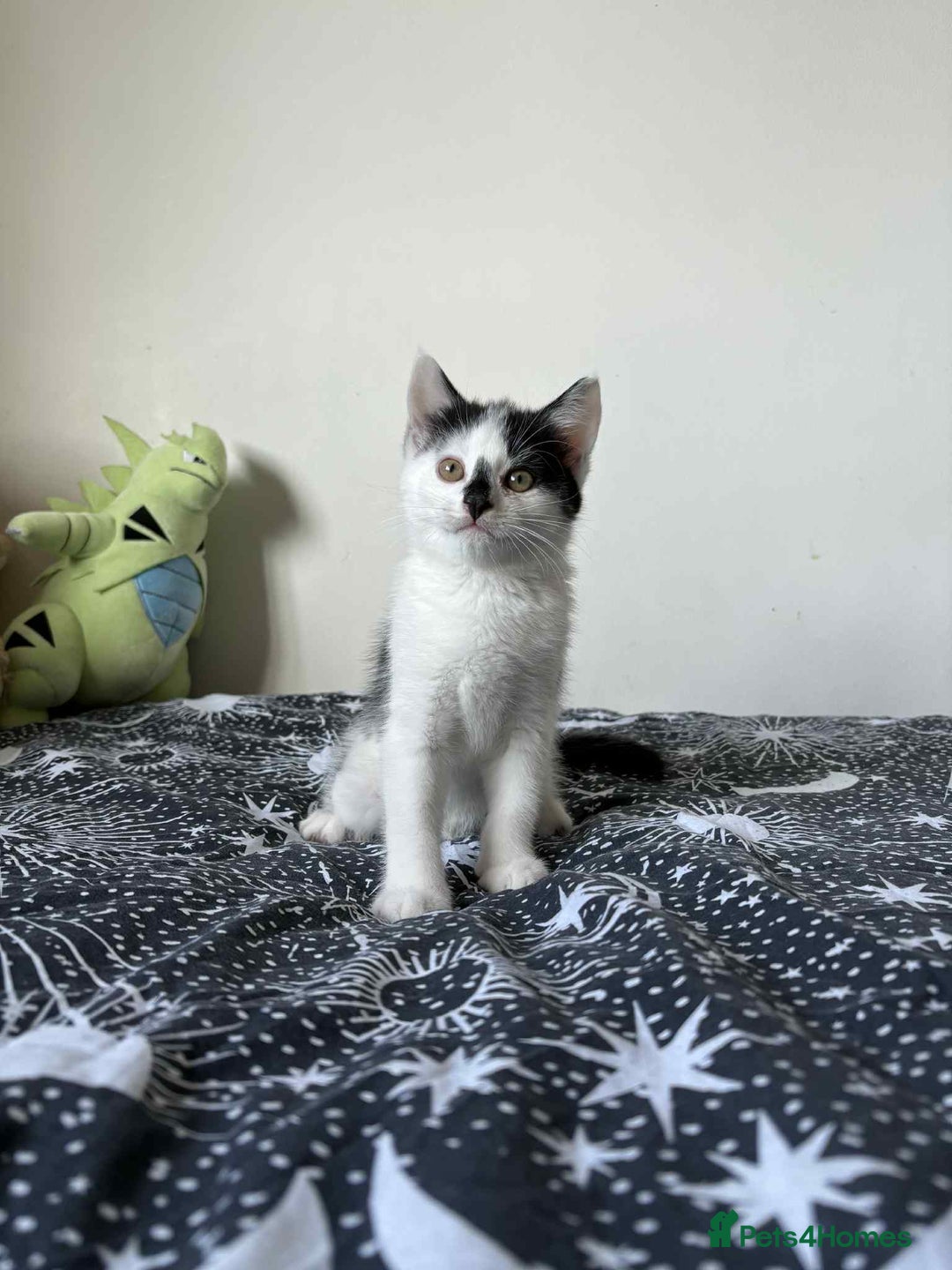 Mixed Breed cats for sale: Beautiful Male Kitten For Sale Last Of Litter - Image 3