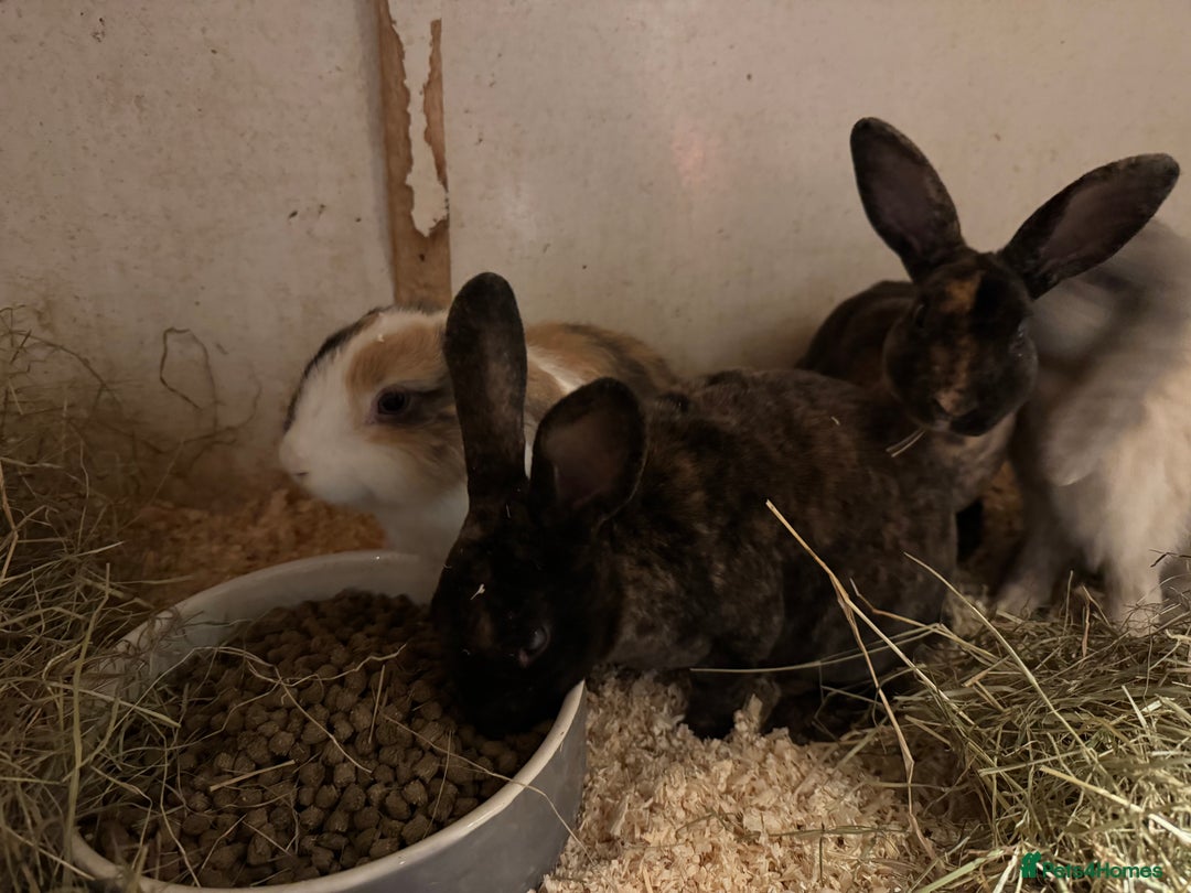 Mixed Breed rabbits for sale: Mixed baby rabbits  - Advert 11