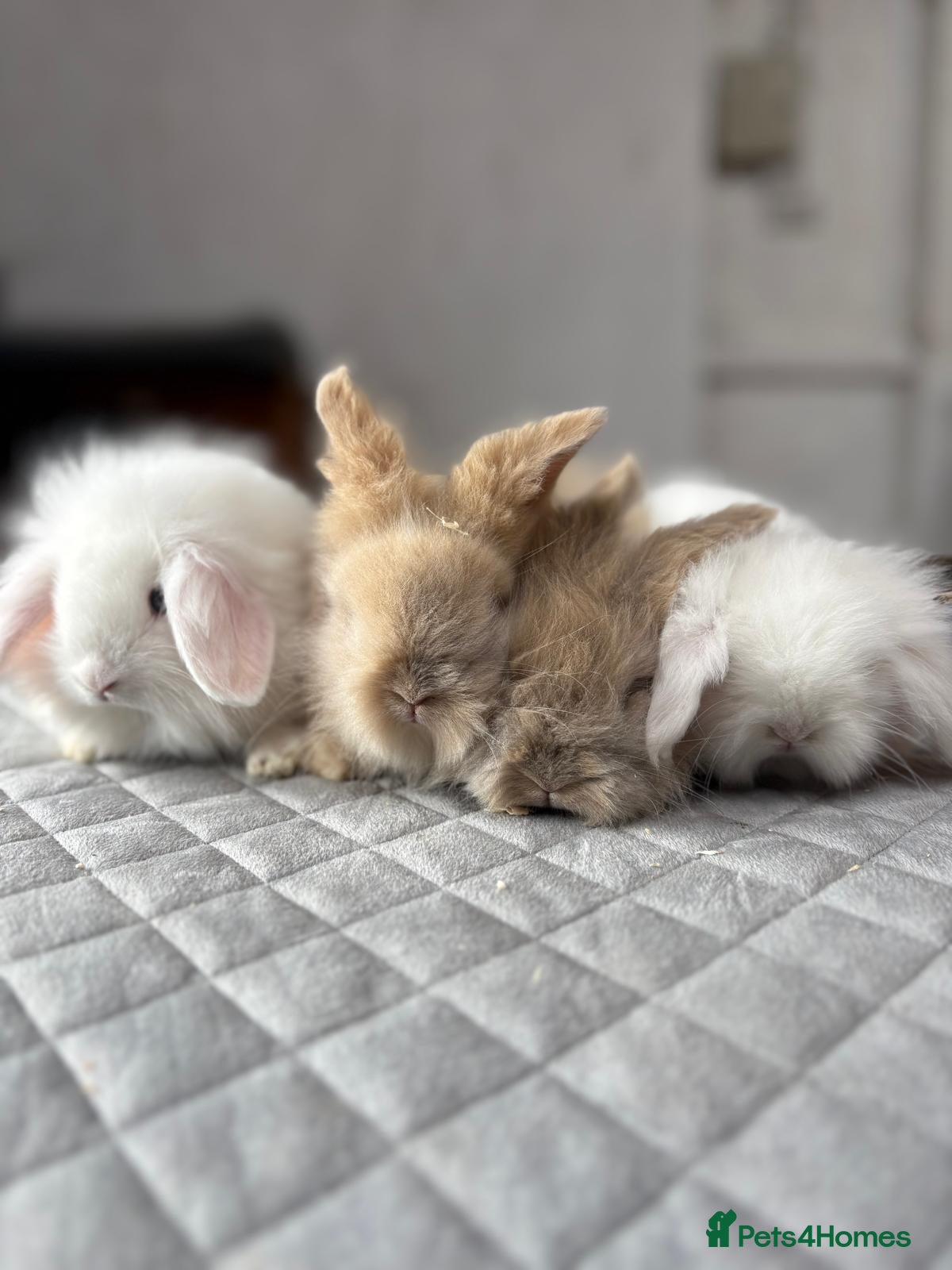 Angora rabbits Baby Teddy Widder rabbits for sale - Advert 1